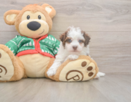 7 week old Havapoo Puppy For Sale - Simply Southern Pups