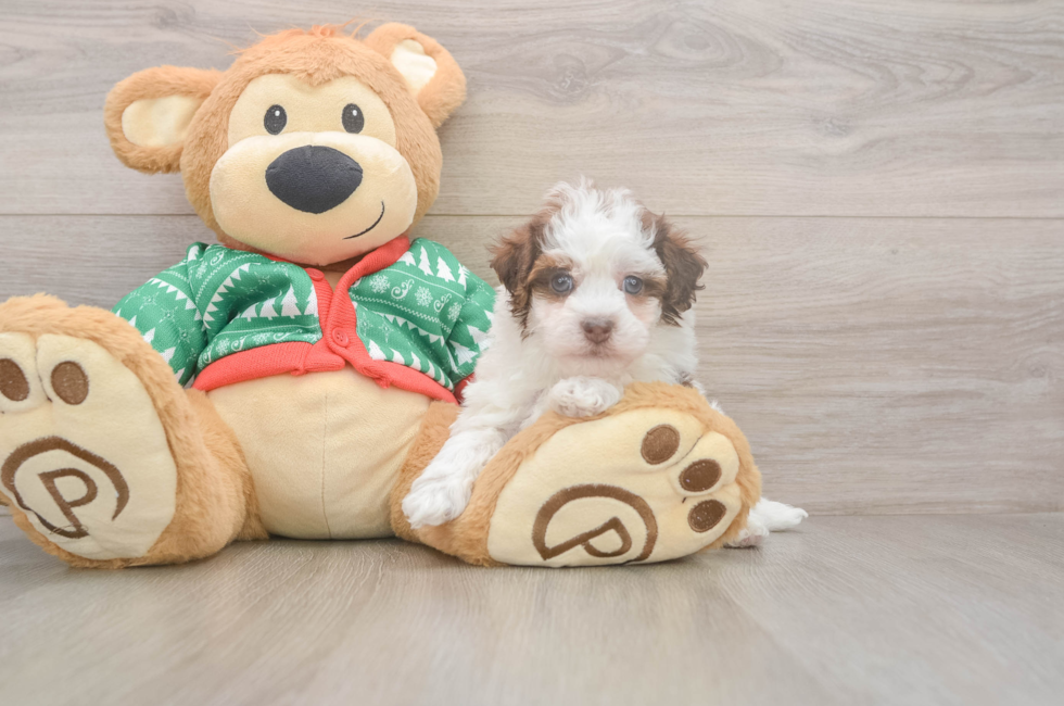 5 week old Havapoo Puppy For Sale - Simply Southern Pups