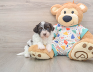 7 week old Havapoo Puppy For Sale - Simply Southern Pups