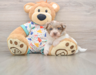 7 week old Havapoo Puppy For Sale - Simply Southern Pups