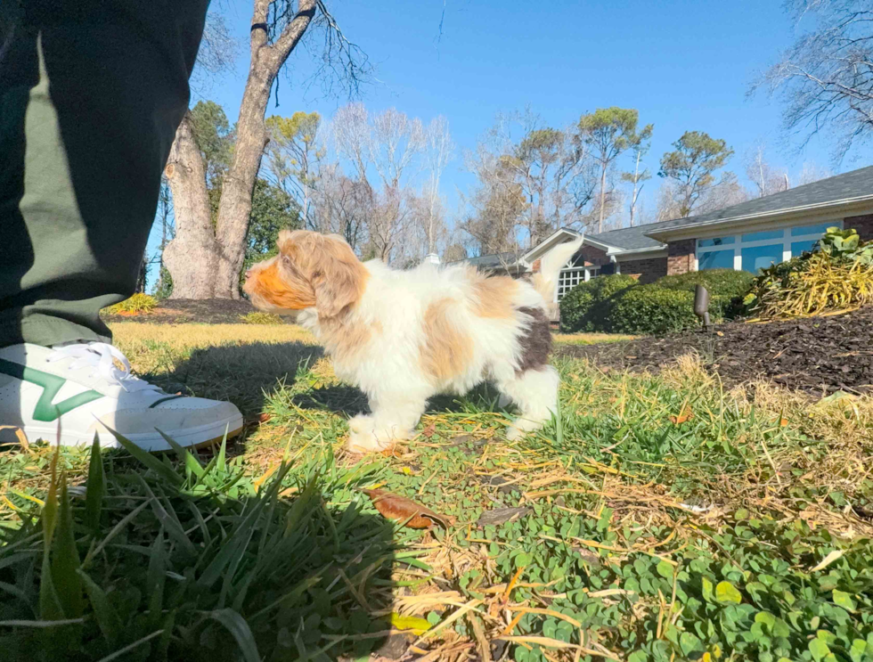 Cute Havadoodle Poodle Mix Puppy