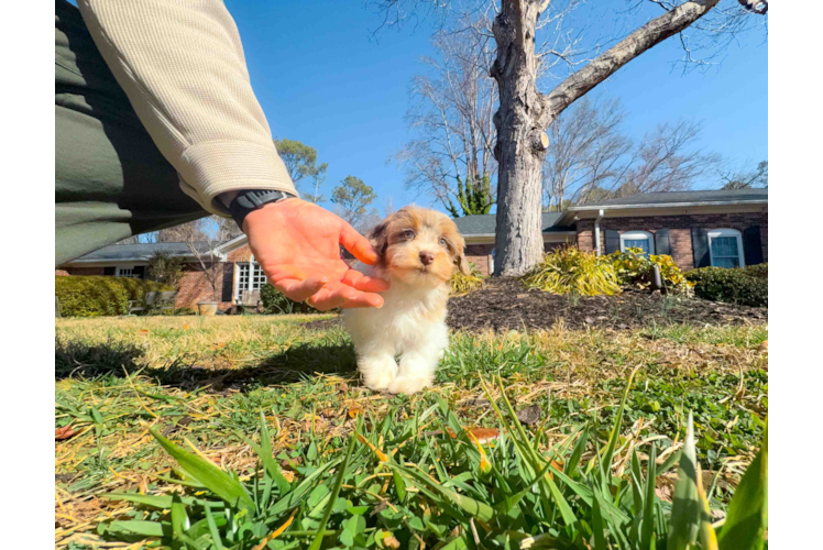 Cute Havapoo Poodle Mix Pup