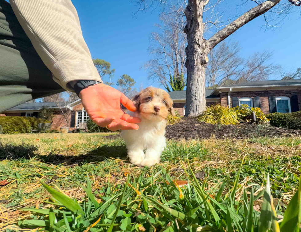 Cute Havapoo Poodle Mix Pup