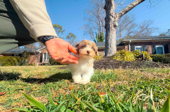 Cute Havapoo Poodle Mix Pup