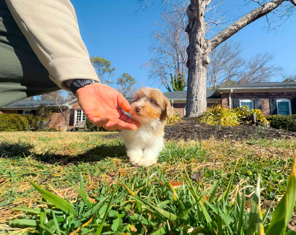 Havapoo Puppy for Adoption