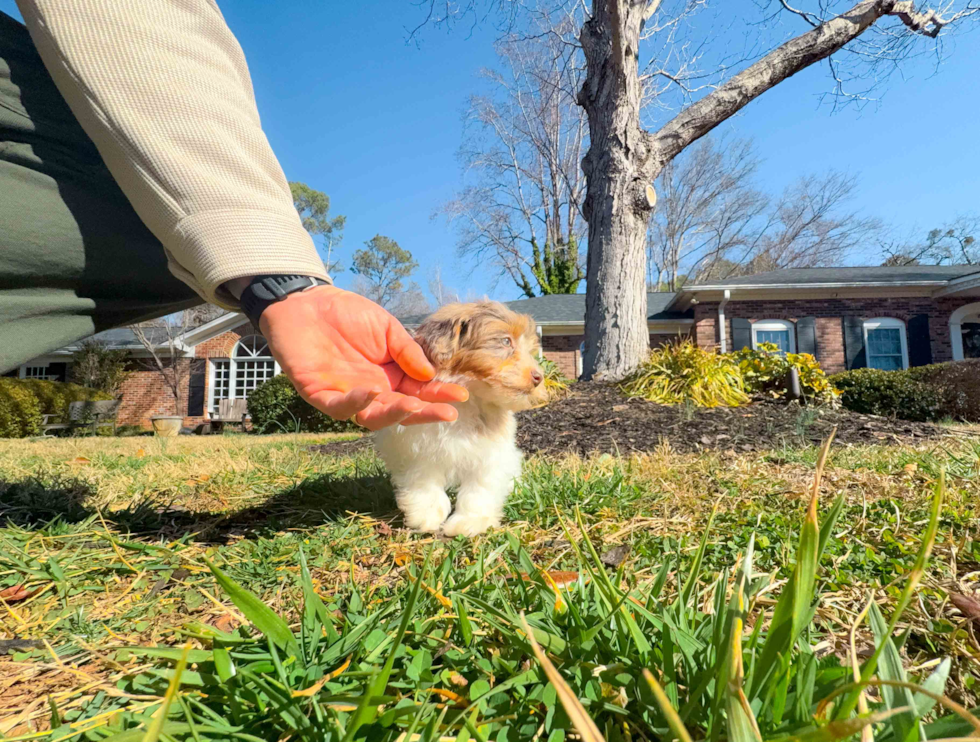 Havapoo Pup Being Cute