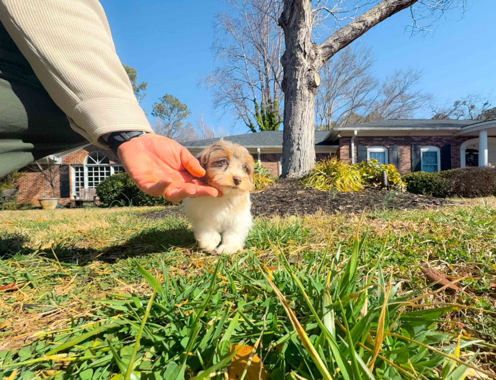 Havapoo Puppy for Adoption