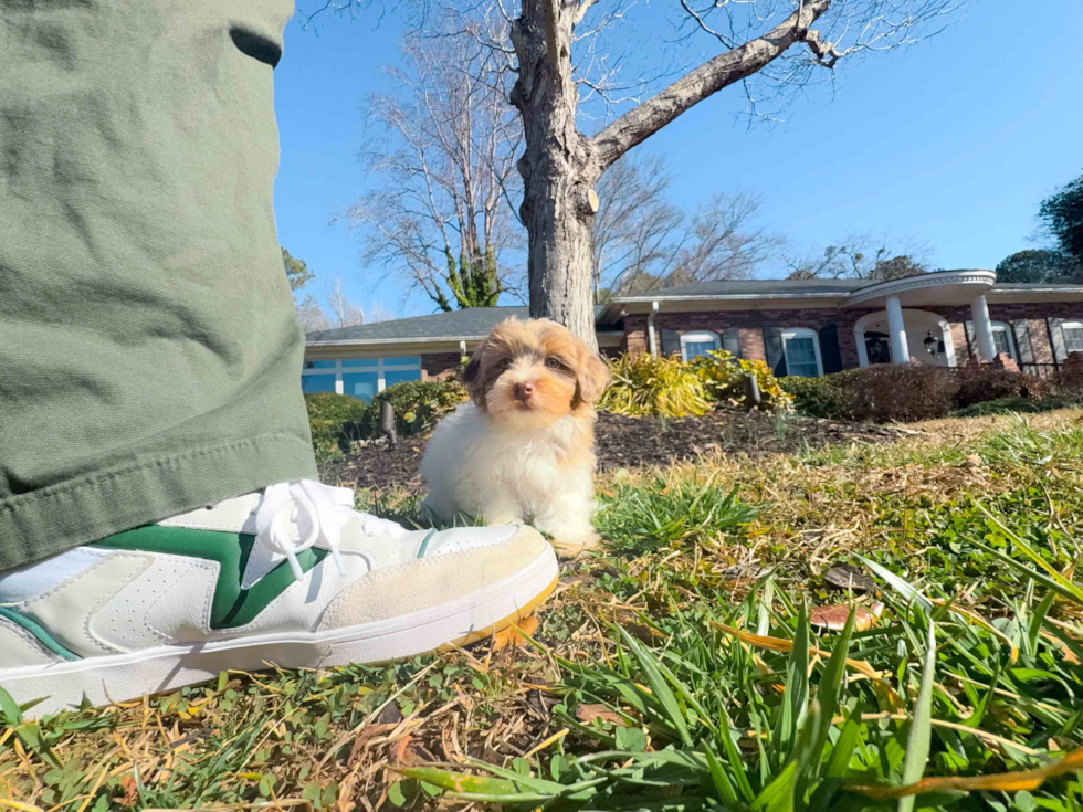 Cute Havapoo Baby