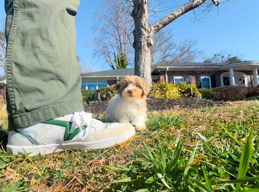 Havapoo Pup Being Cute