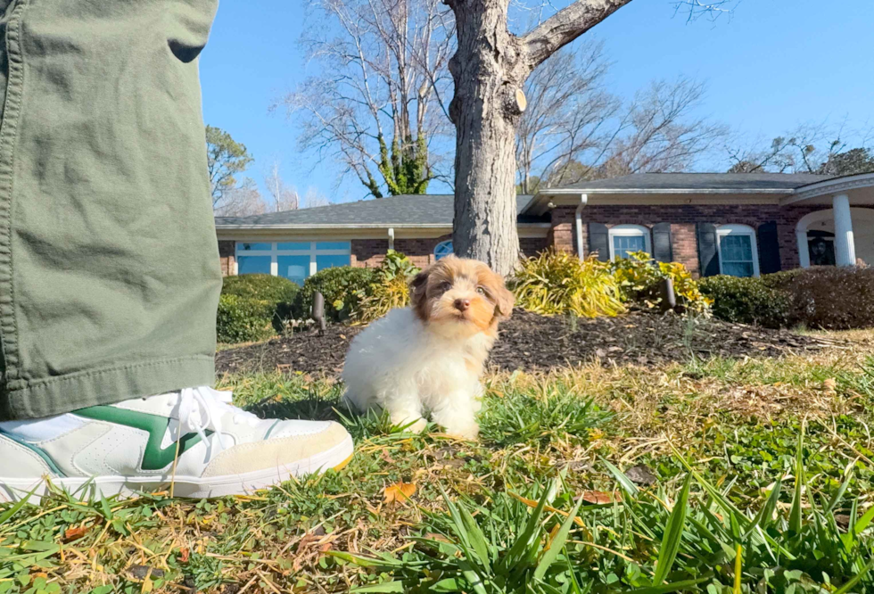 Havapoo Pup Being Cute