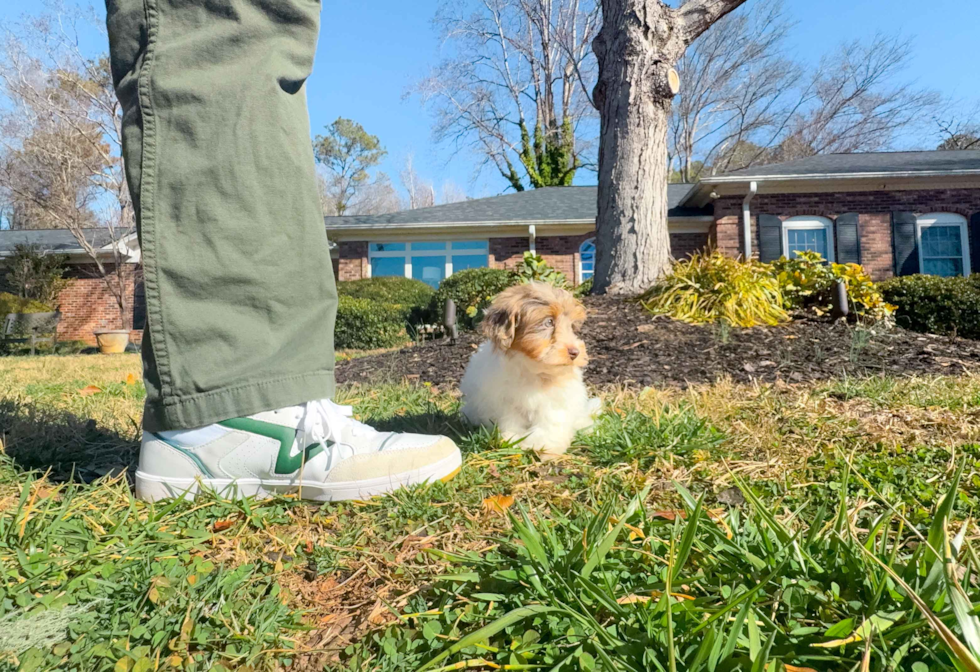 Cute Havapoo Poodle Mix Pup