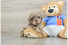 Havapoo Pup Being Cute