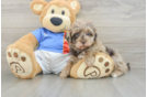Smart Havapoo Poodle Mix Pup