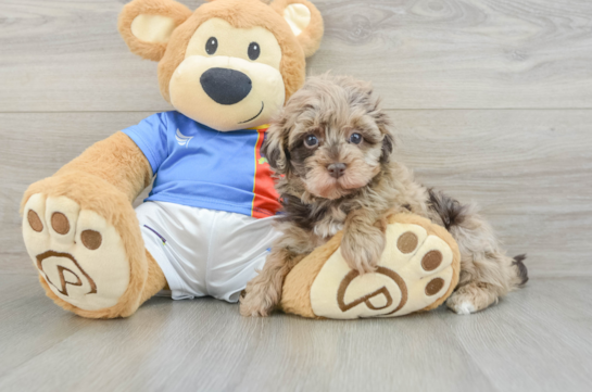 Smart Havapoo Poodle Mix Pup