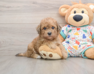 6 week old Havapoo Puppy For Sale - Simply Southern Pups