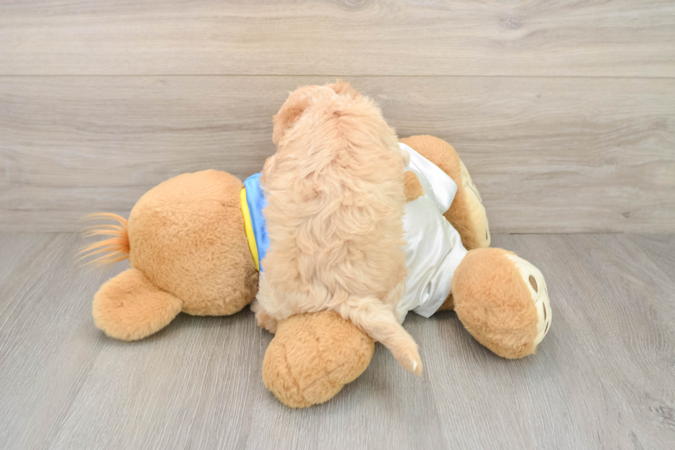 Havapoo Puppy for Adoption