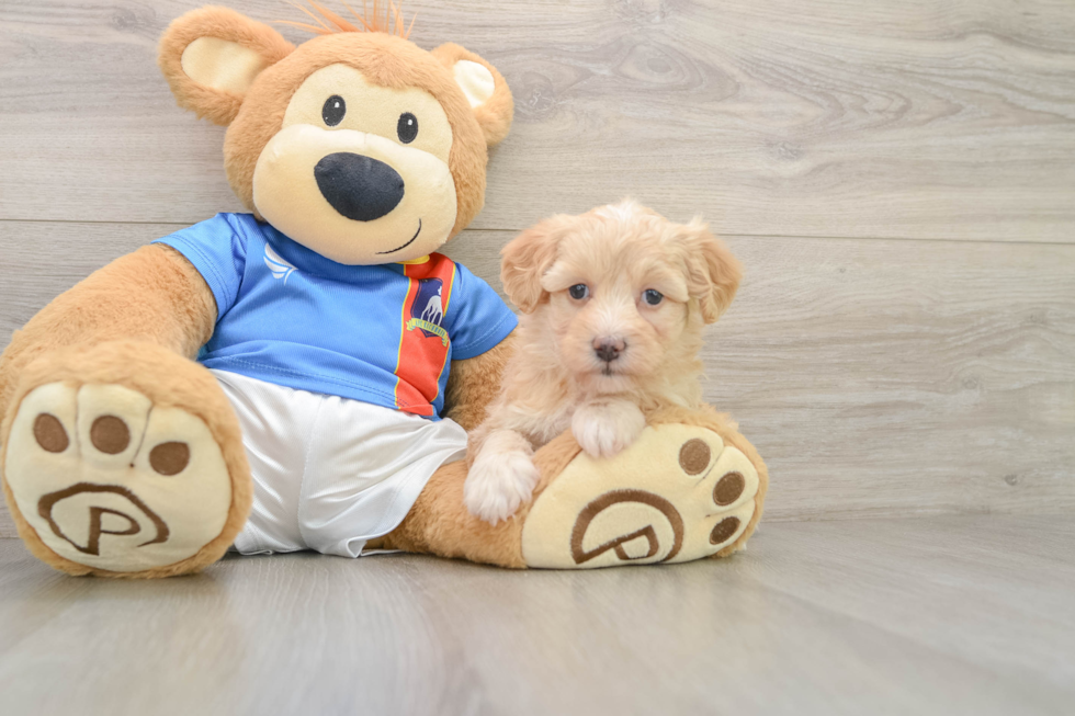 Havapoo Puppy for Adoption