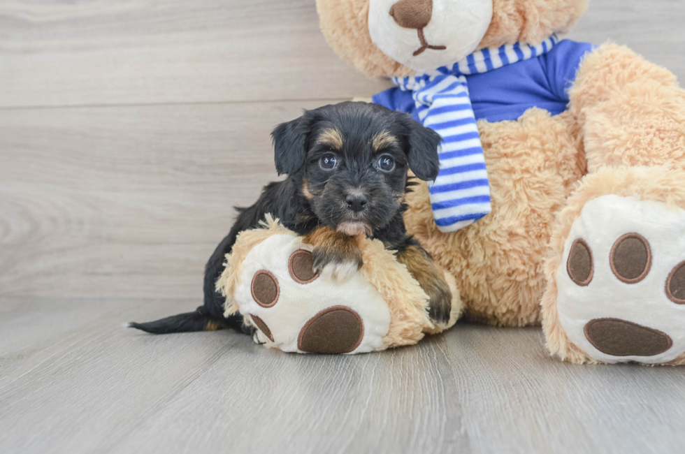 7 week old Havapoo Puppy For Sale - Simply Southern Pups