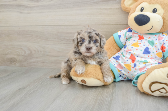 Energetic Havadoodle Poodle Mix Puppy