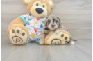 Funny Havapoo Poodle Mix Pup