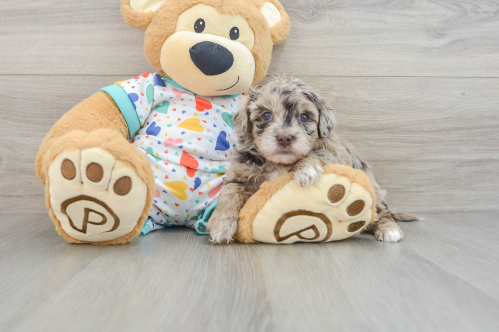 Funny Havapoo Poodle Mix Pup