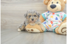 Playful Havadoodle Poodle Mix Puppy