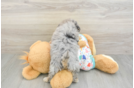 Funny Havapoo Poodle Mix Pup