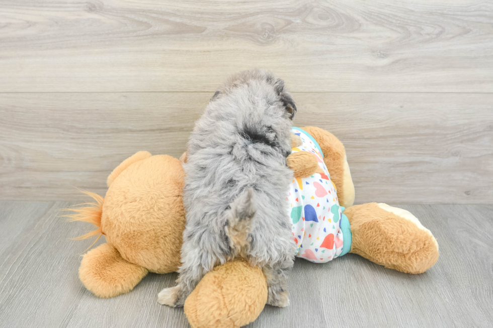 Funny Havapoo Poodle Mix Pup