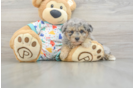 Friendly Havapoo Baby