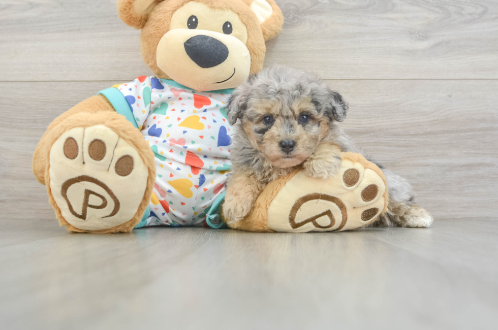 5 week old Havapoo Puppy For Sale - Simply Southern Pups