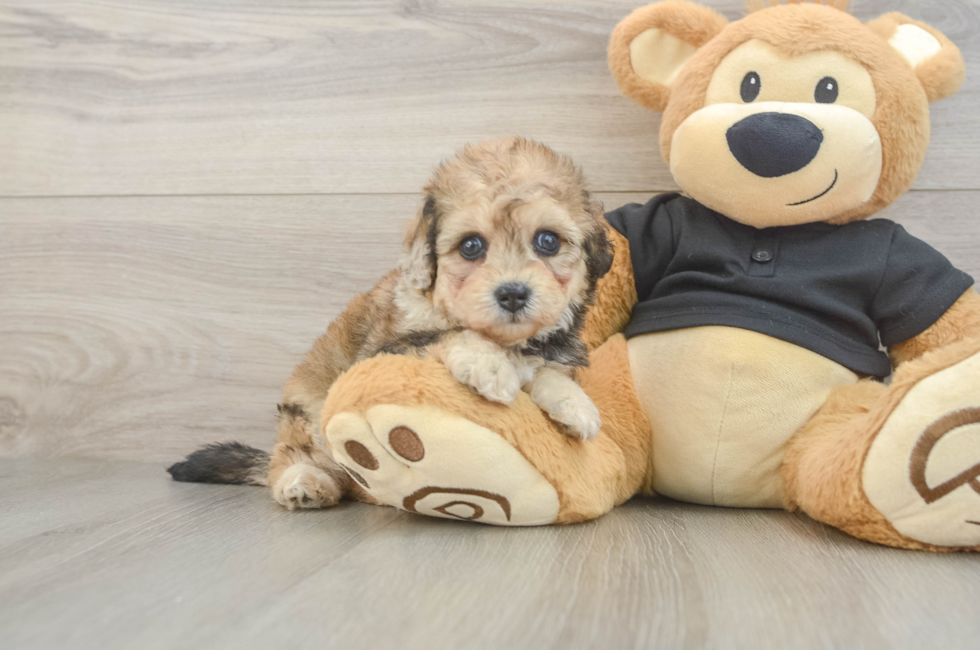 5 week old Havapoo Puppy For Sale - Simply Southern Pups