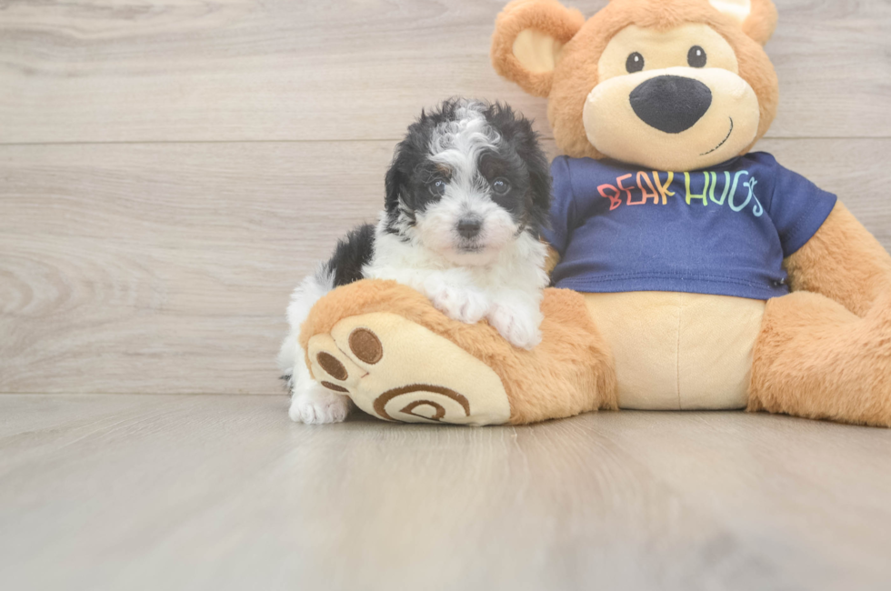 6 week old Havapoo Puppy For Sale - Simply Southern Pups