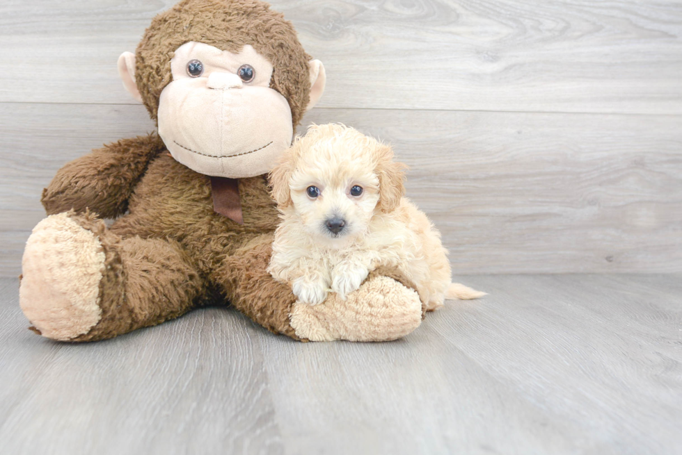 Cute Havanese Poodle Mix Puppy