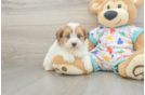 Havapoo Pup Being Cute