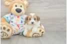 Funny Havapoo Poodle Mix Pup