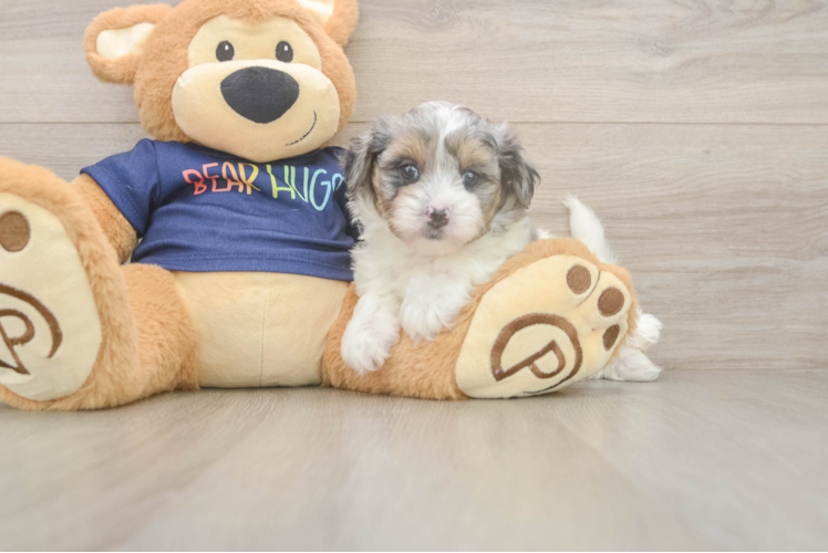 Popular Havapoo Poodle Mix Pup