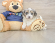 7 week old Havapoo Puppy For Sale - Simply Southern Pups