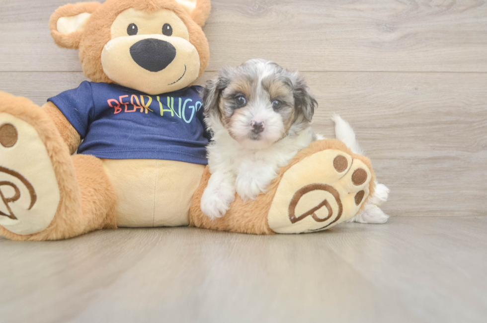 6 week old Havapoo Puppy For Sale - Simply Southern Pups