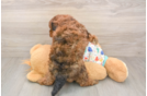 Fluffy Havapoo Poodle Mix Pup