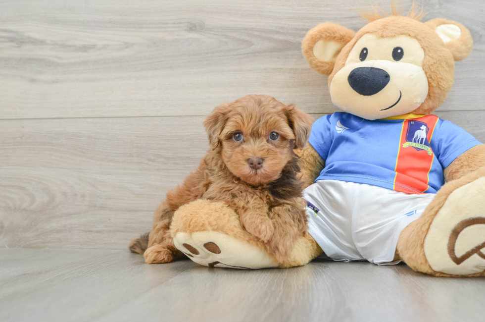 7 week old Havapoo Puppy For Sale - Simply Southern Pups