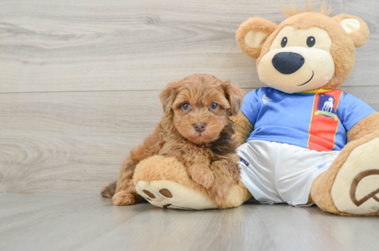 Little Havadoodle Poodle Mix Puppy