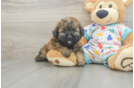 Energetic Havadoodle Poodle Mix Puppy