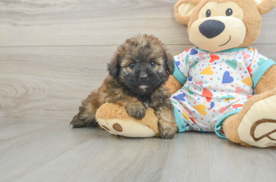 Energetic Havadoodle Poodle Mix Puppy