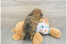 Adorable Havadoodle Poodle Mix Puppy