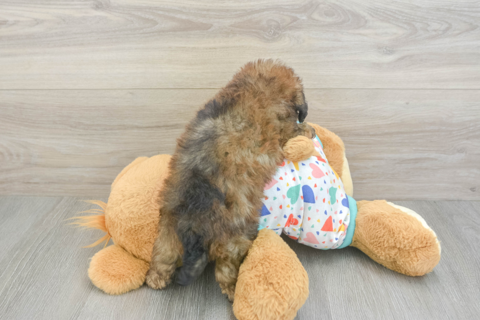 Adorable Havadoodle Poodle Mix Puppy