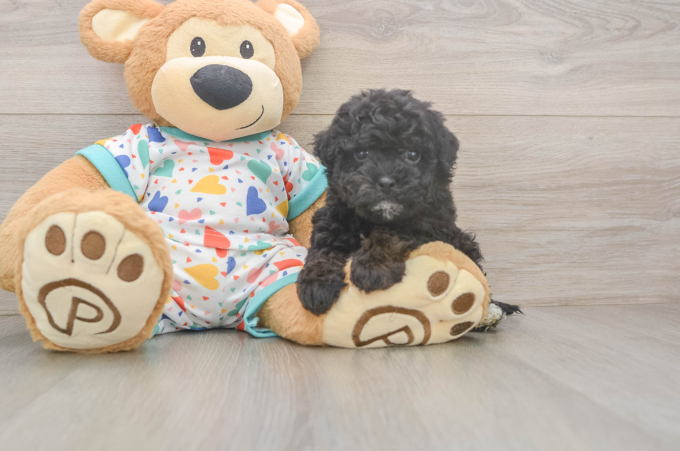 6 week old Havapoo Puppy For Sale - Simply Southern Pups