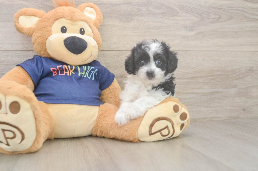 6 week old Havapoo Puppy For Sale - Simply Southern Pups