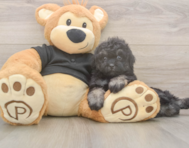 8 week old Havapoo Puppy For Sale - Simply Southern Pups