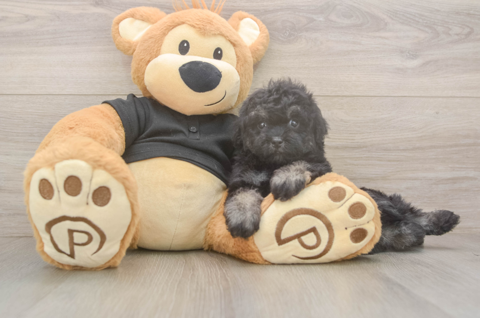 5 week old Havapoo Puppy For Sale - Simply Southern Pups