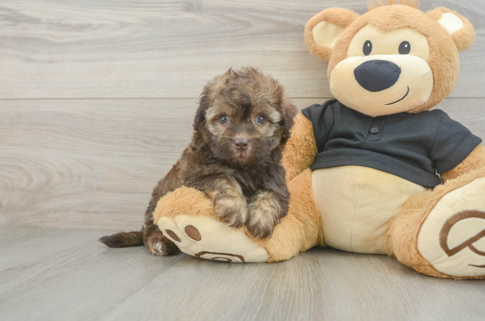 5 week old Havapoo Puppy For Sale - Simply Southern Pups